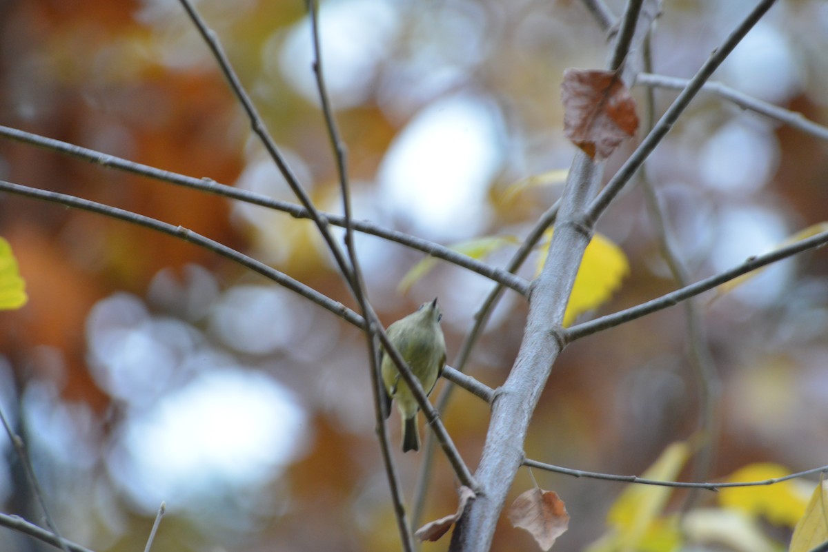 rubinfuglekonge - ML644391370