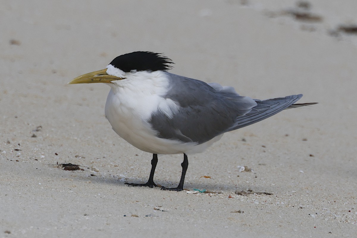 Крячок жовтодзьобий - ML644391371