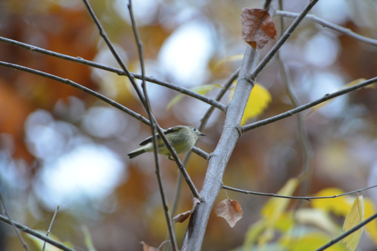 rubinfuglekonge - ML644391372