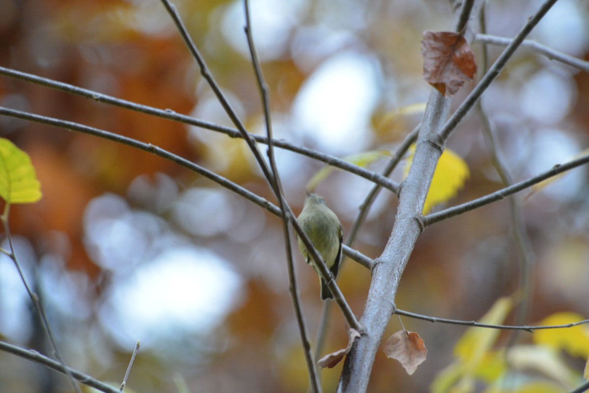 rubinfuglekonge - ML644391373