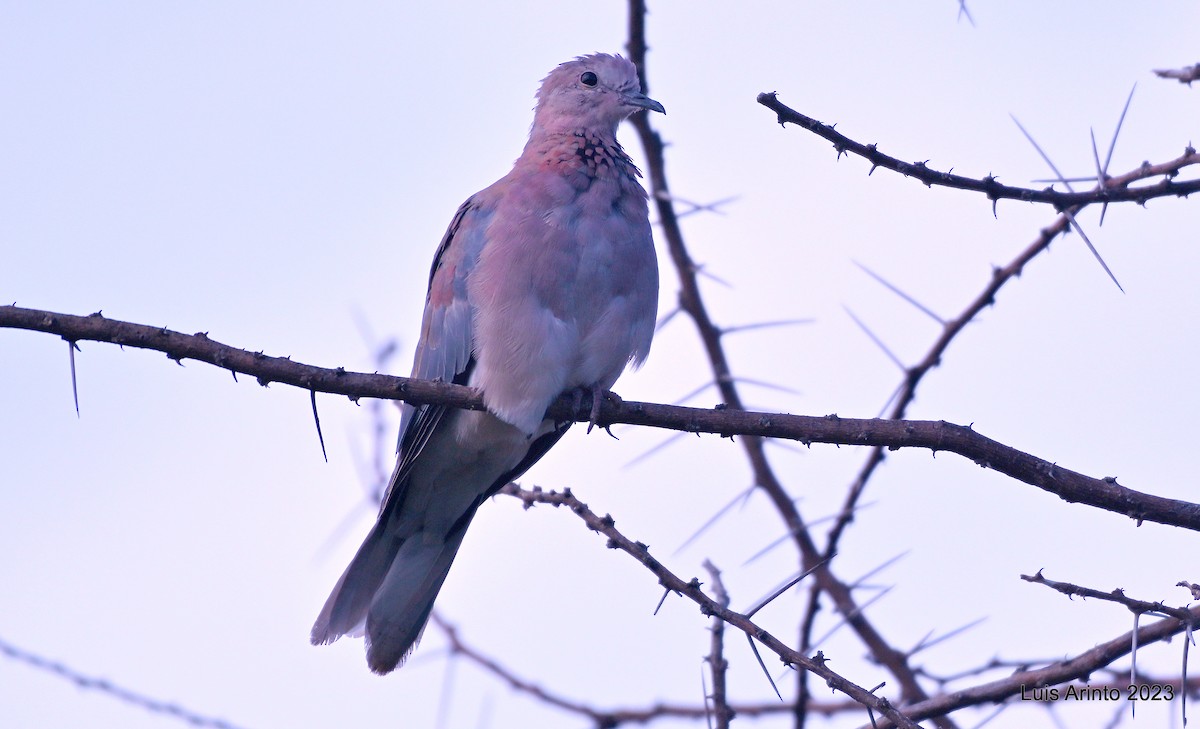 Өөдсөн хүүрзгэнэ - ML644391381