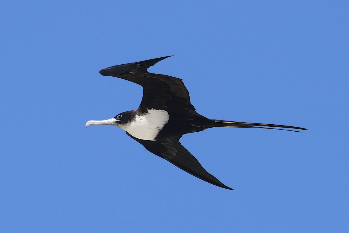 Great Frigatebird - ML644391382