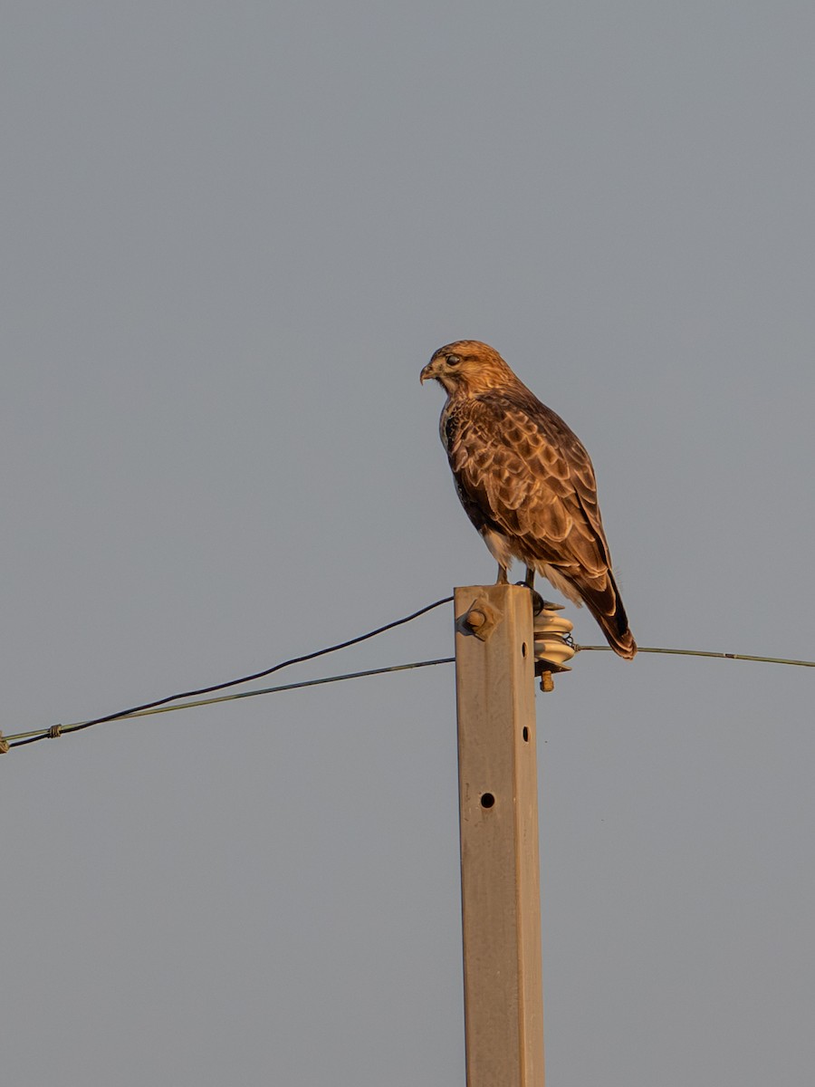 Eastern Buzzard - ML644391385