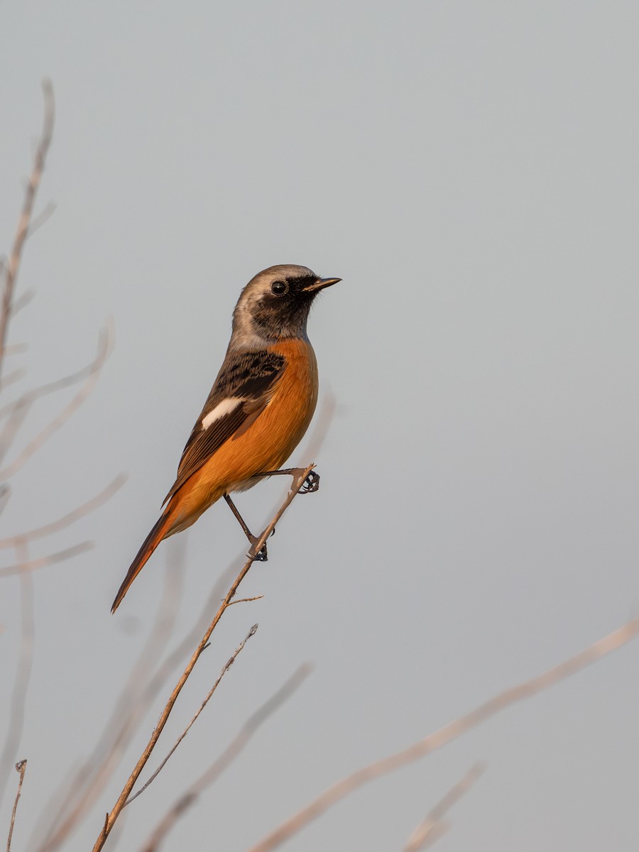 Daurian Redstart - ML644391388