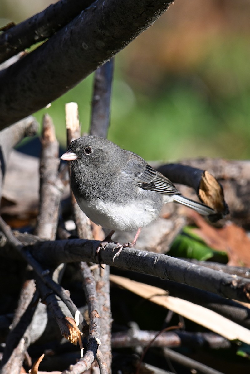 Dark-eyed Junco - ML644391392