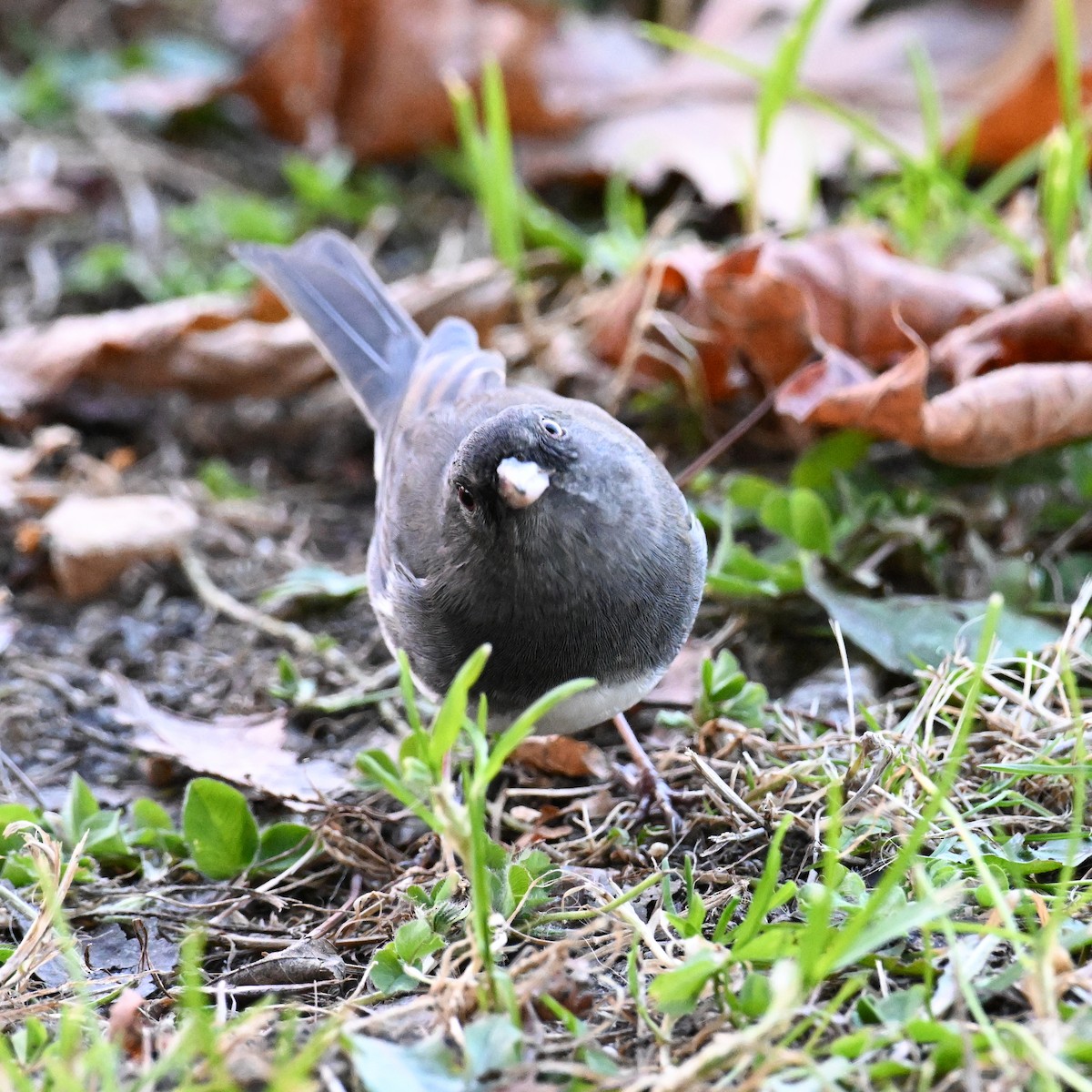 Dark-eyed Junco - ML644391396