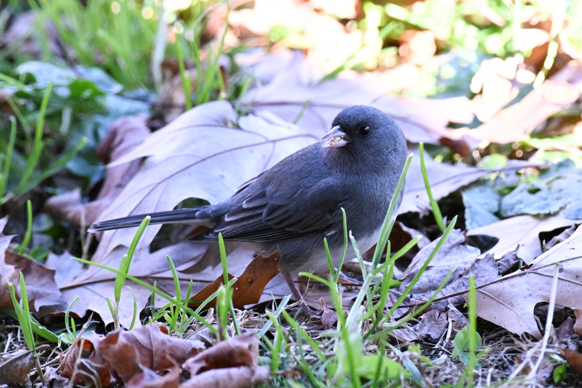 Dark-eyed Junco - ML644391398