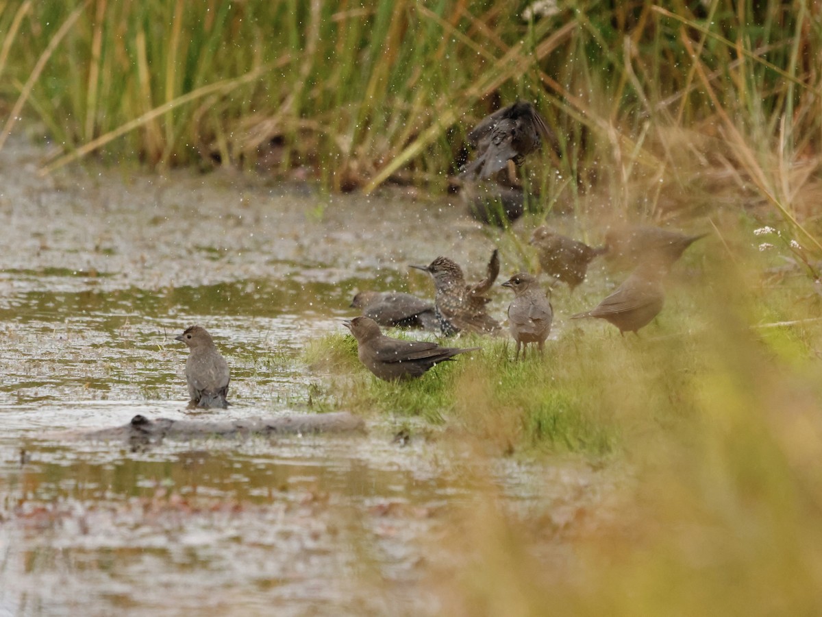 Braunkopf-Kuhstärling - ML644391406