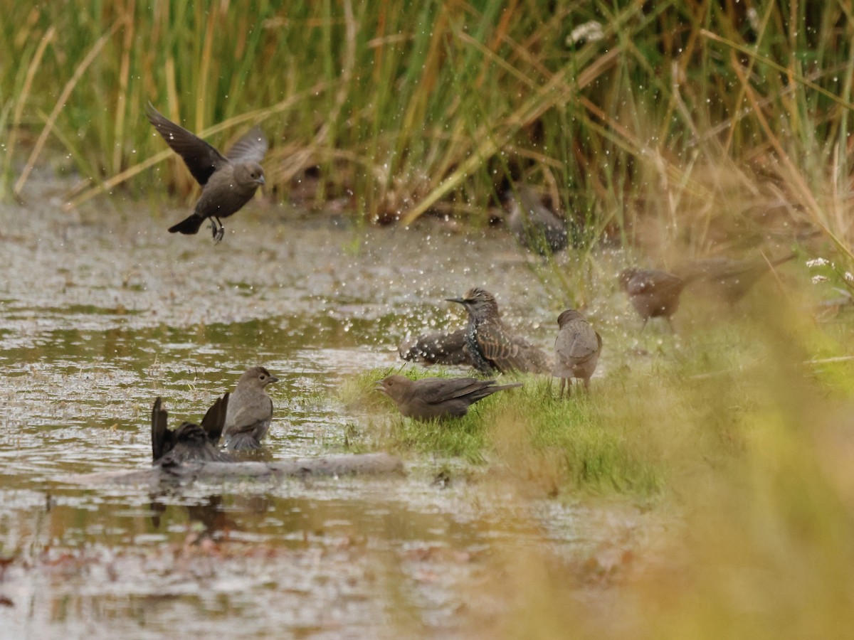 Braunkopf-Kuhstärling - ML644391407