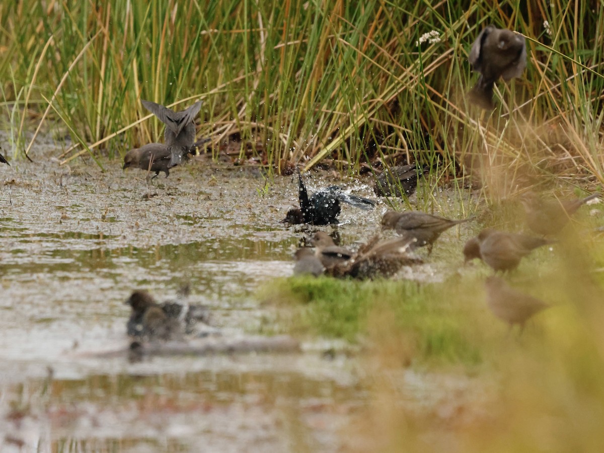 Braunkopf-Kuhstärling - ML644391408