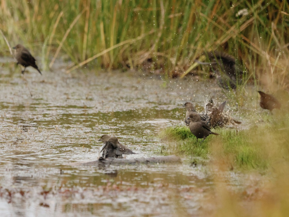 Braunkopf-Kuhstärling - ML644391409