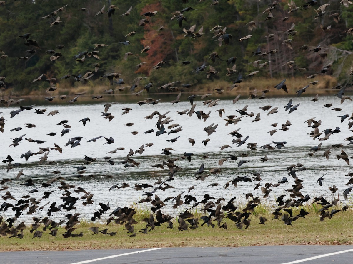 Braunkopf-Kuhstärling - ML644391416