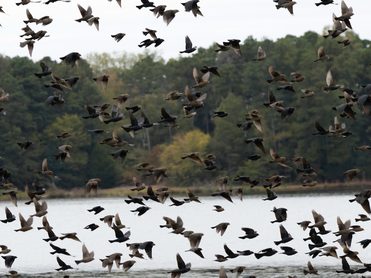 Braunkopf-Kuhstärling - ML644391425