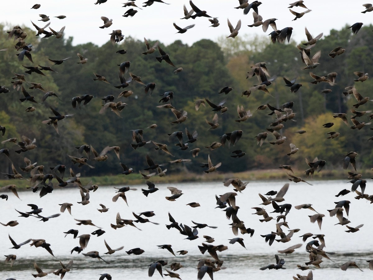 Braunkopf-Kuhstärling - ML644391426