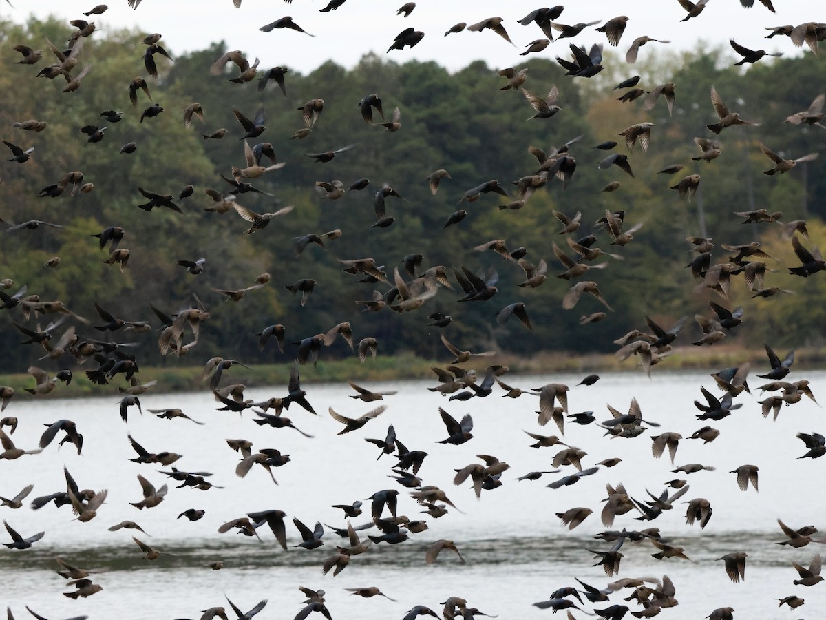 Braunkopf-Kuhstärling - ML644391427