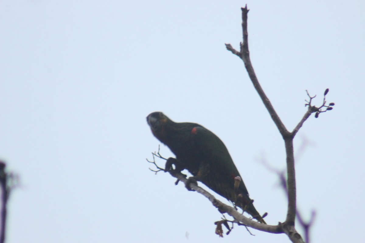 Turquoise-fronted Amazon - ML644391440