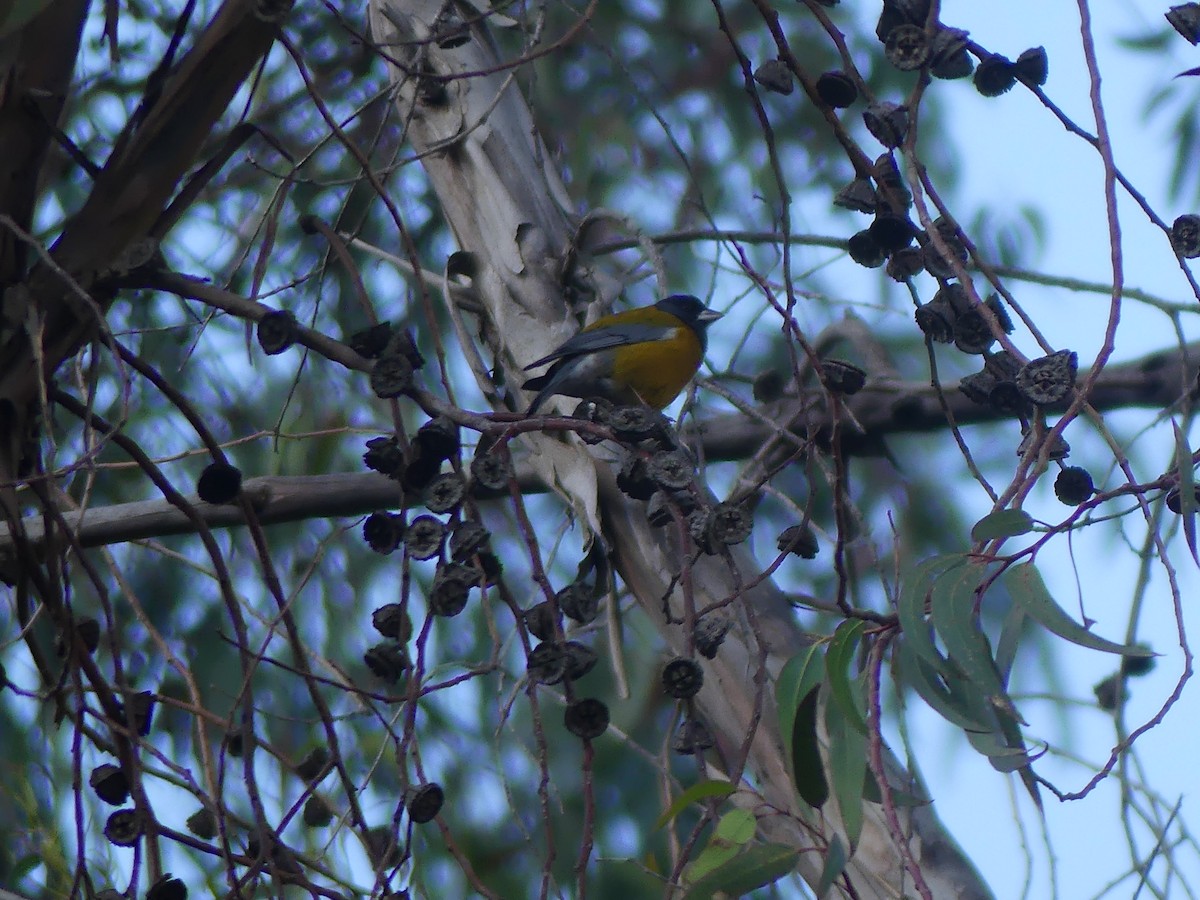 Peruvian Sierra Finch - ML644391441