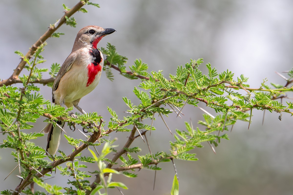 Rosy-patched Bushshrike - ML644391442