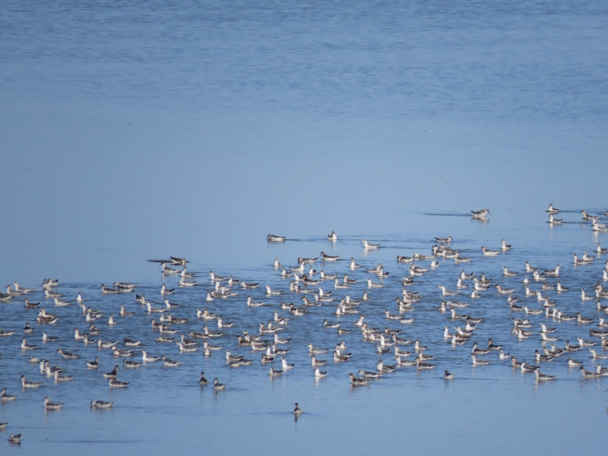 Плавунець круглодзьобий - ML644391443