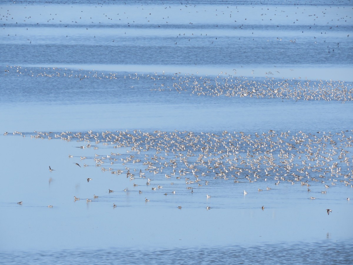 Плавунець круглодзьобий - ML644391446