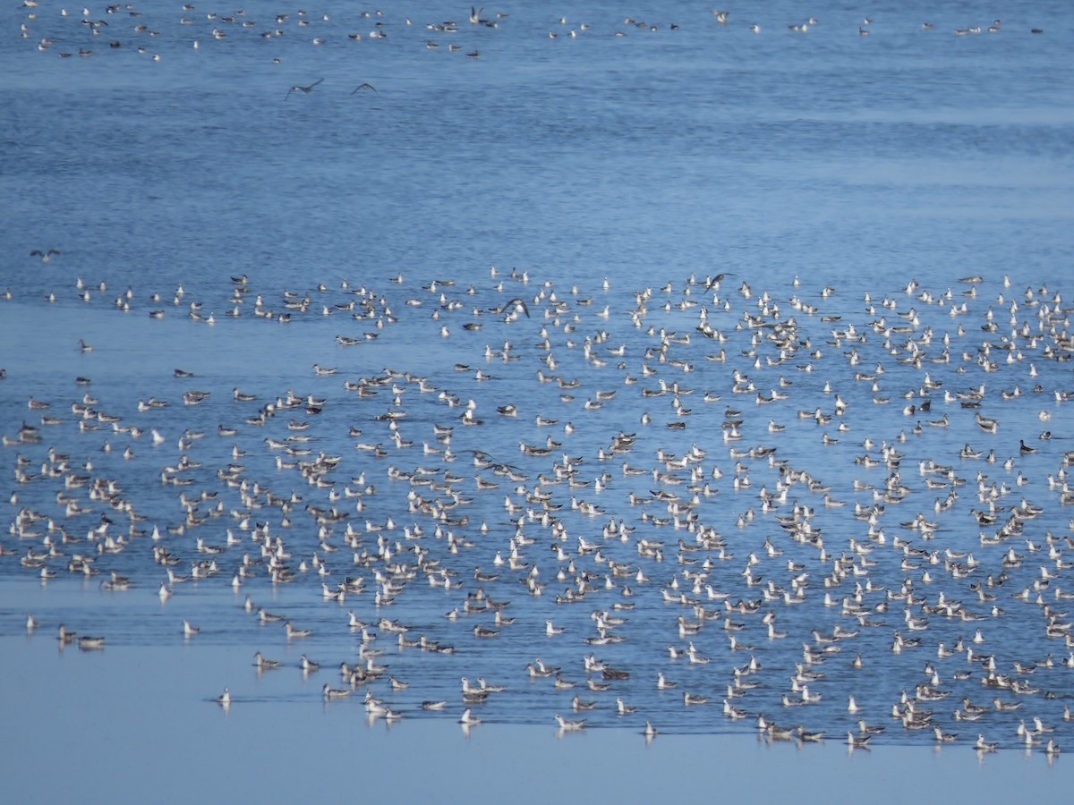 Плавунець круглодзьобий - ML644391447