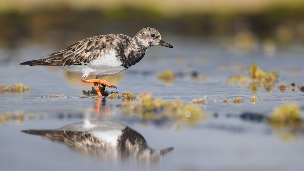 キョウジョシギ - ML644391449