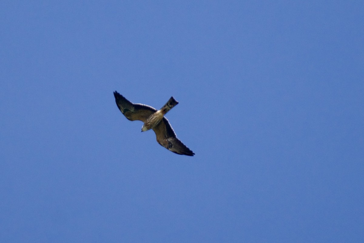 Milan du Mississippi - ML644391450