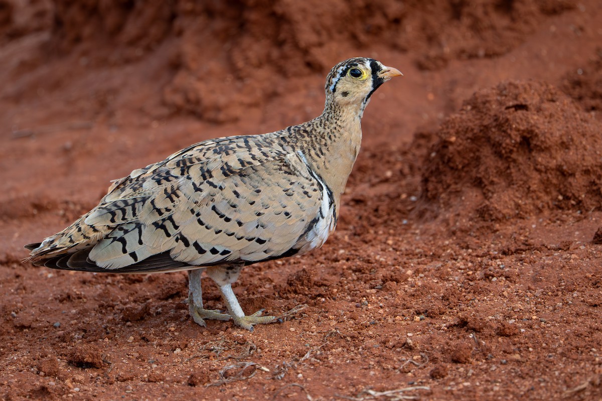 Black-faced Sandgrouse - ML644391453