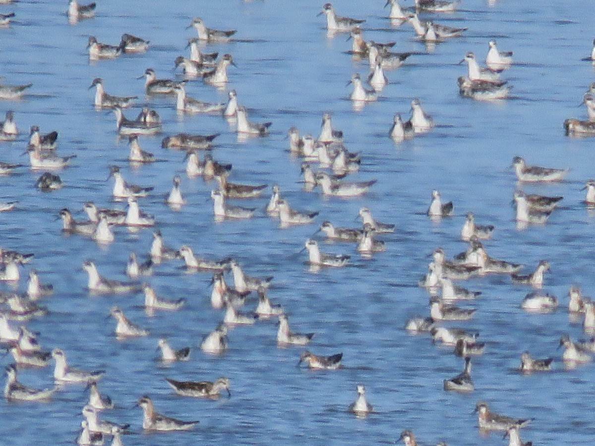 Плавунець круглодзьобий - ML644391454