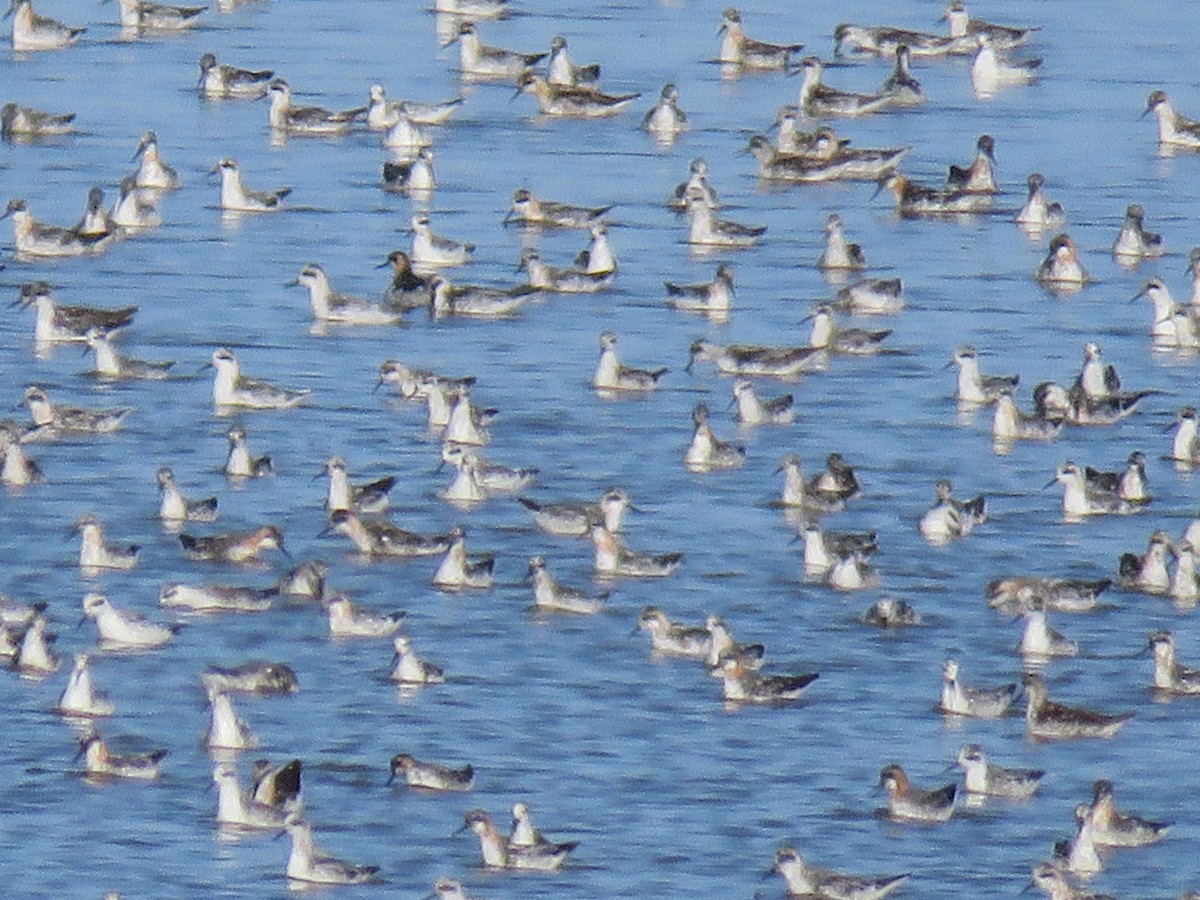 Плавунець круглодзьобий - ML644391456