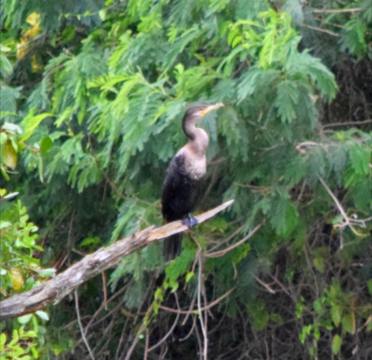 flodskarv - ML644391461