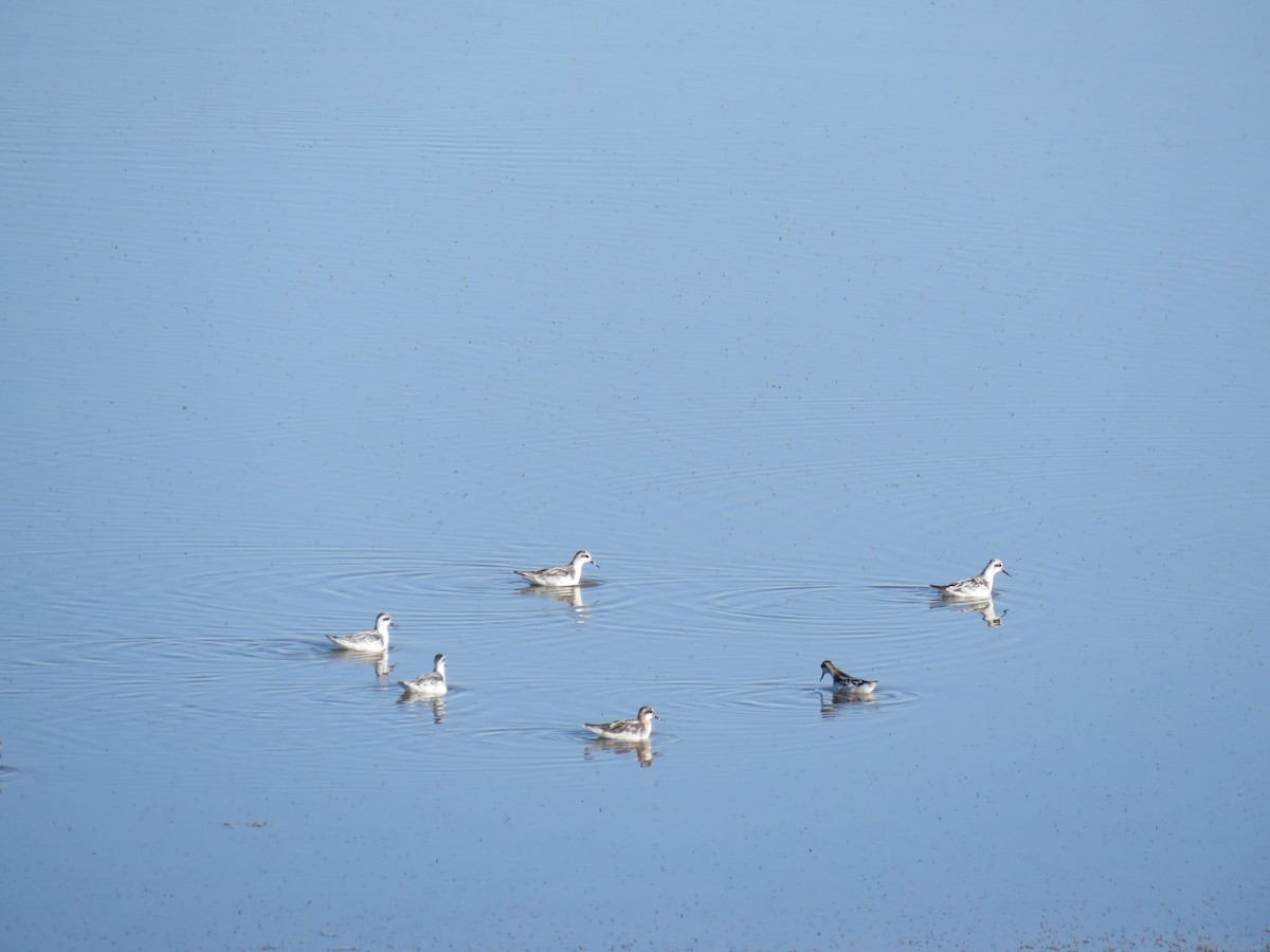 Плавунець круглодзьобий - ML644391465