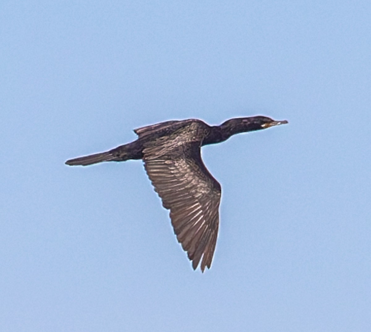 flodskarv - ML644391472