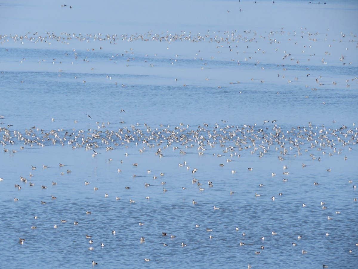 Плавунець круглодзьобий - ML644391477