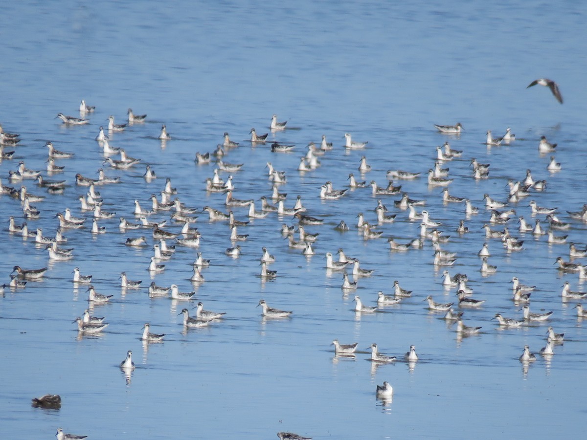 Плавунець круглодзьобий - ML644391480