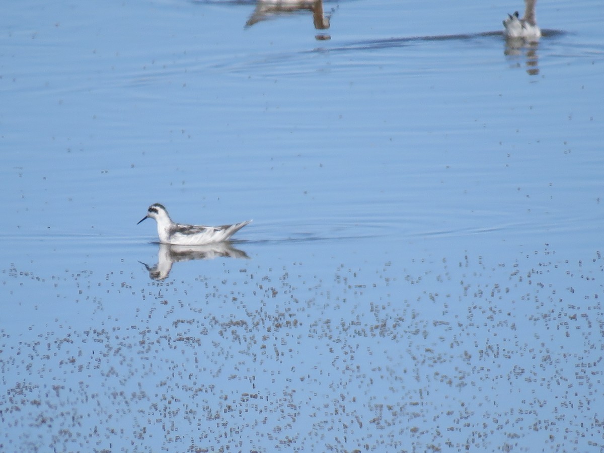 Плавунець круглодзьобий - ML644391484