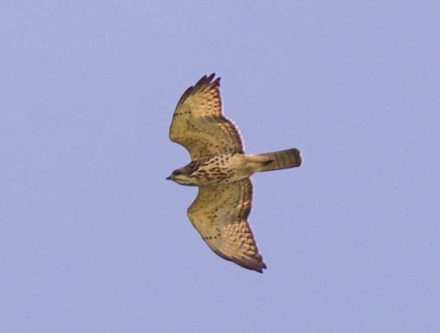 Broad-winged Hawk - ML644391487