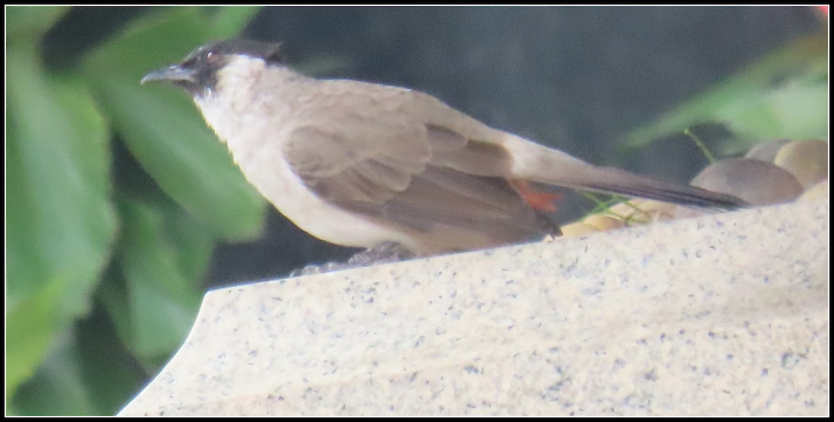 Sooty-headed Bulbul - ML644391488
