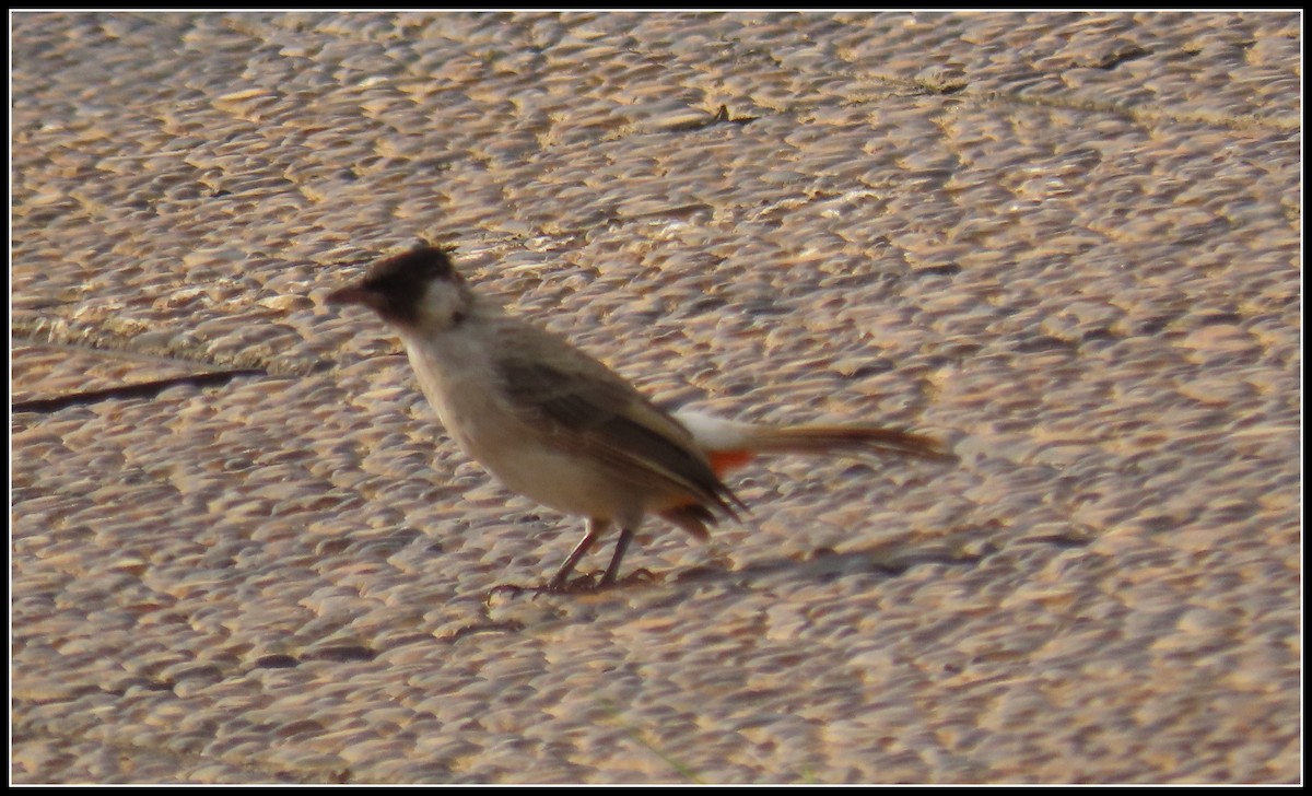 Sooty-headed Bulbul - ML644391489