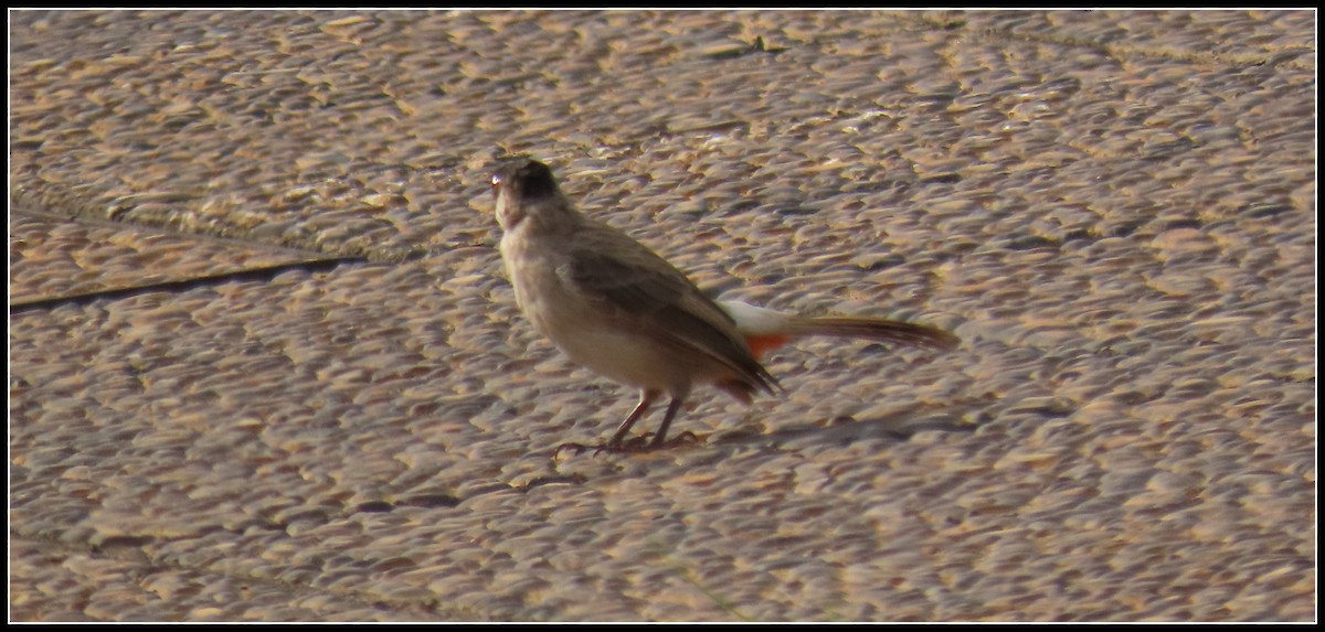 Sooty-headed Bulbul - ML644391490