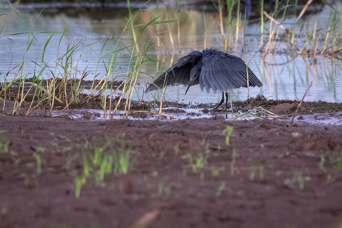 Airone ardesia - ML644391491