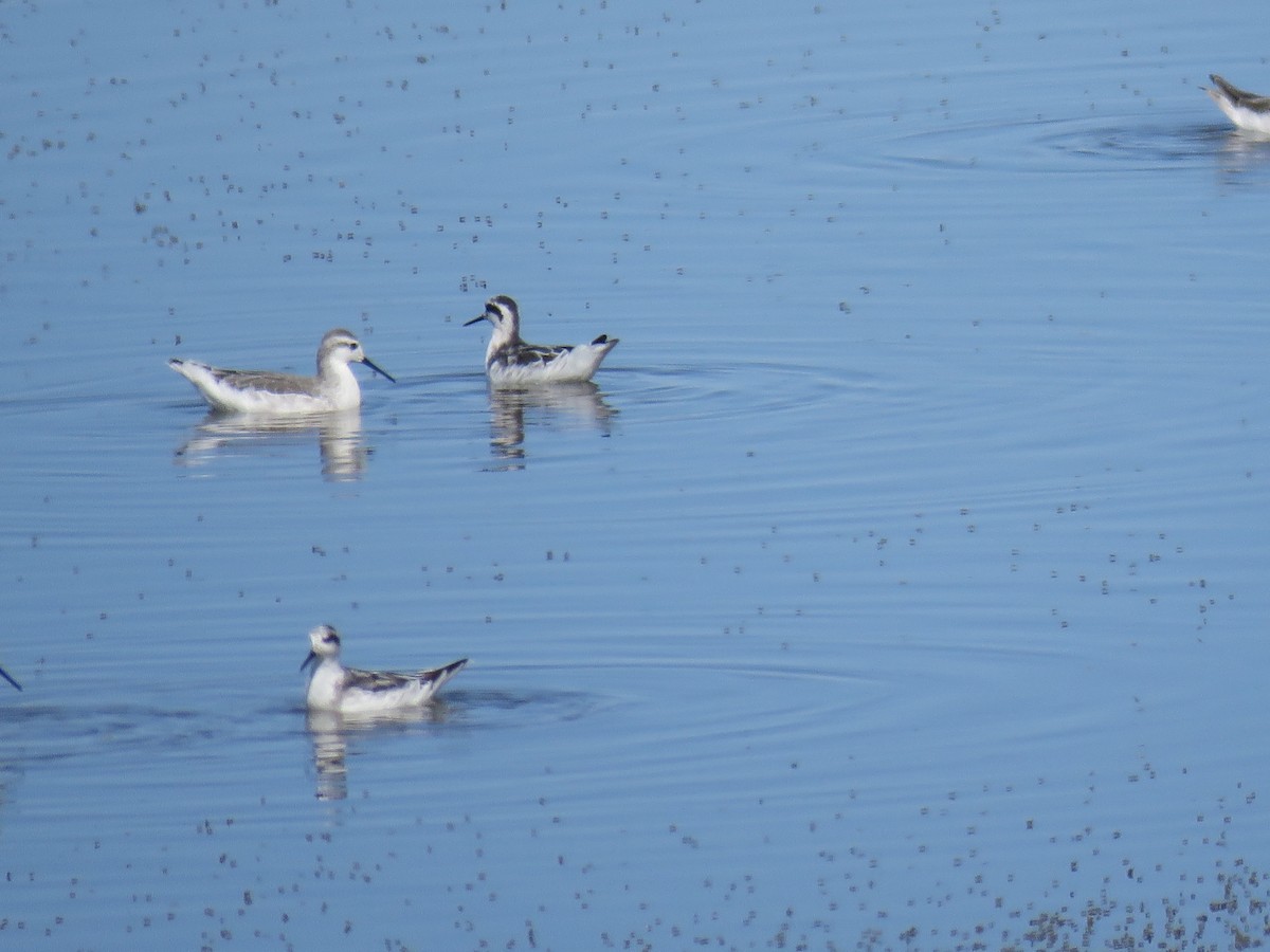 lyskonoh dlouhozobý - ML644391495