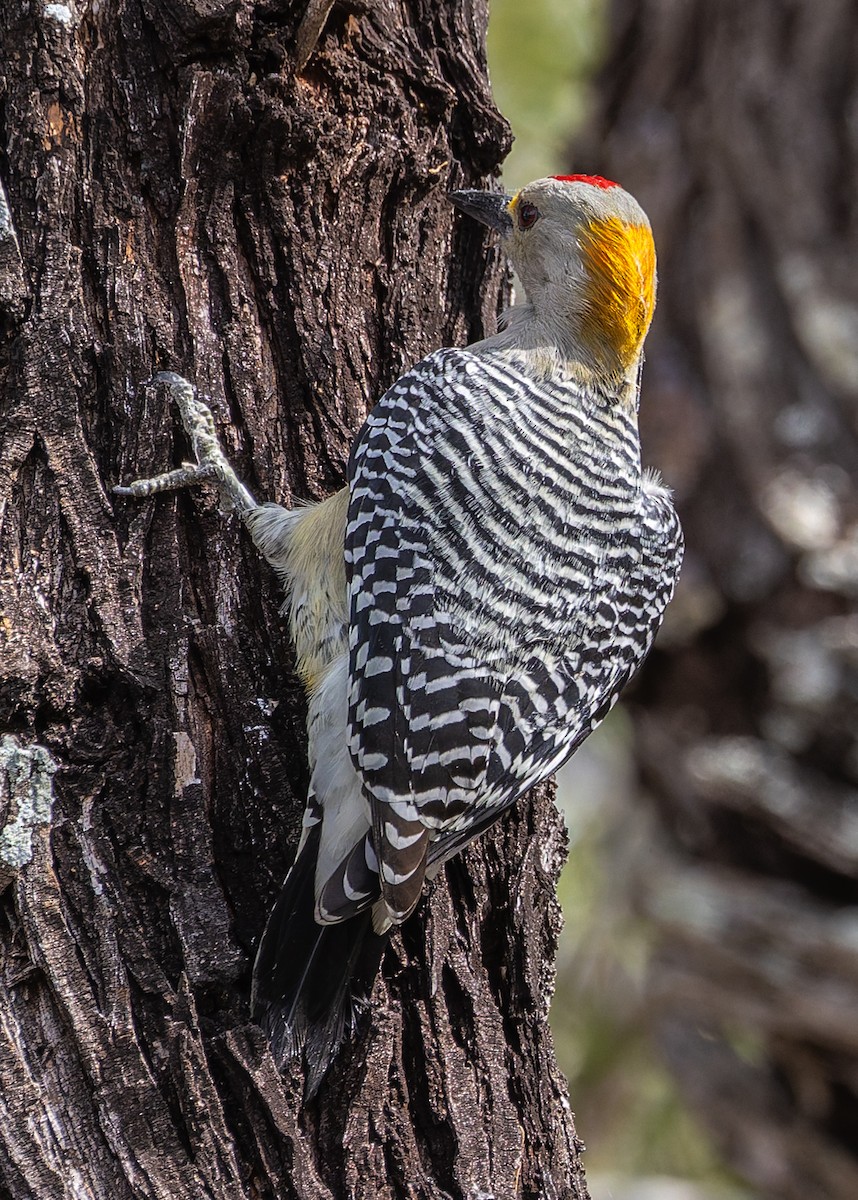 Golden-fronted Woodpecker - ML644391496