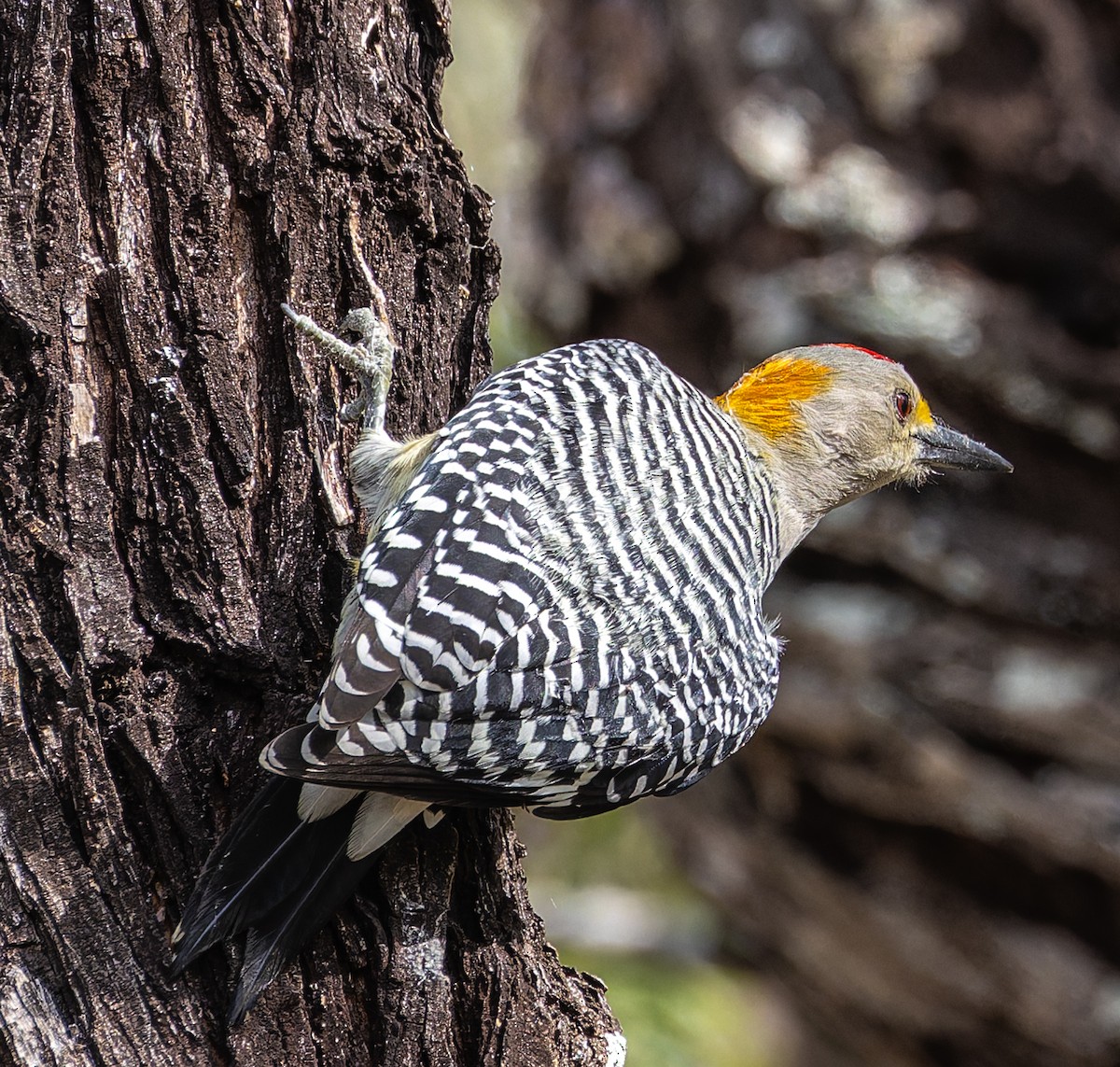 Golden-fronted Woodpecker - ML644391497