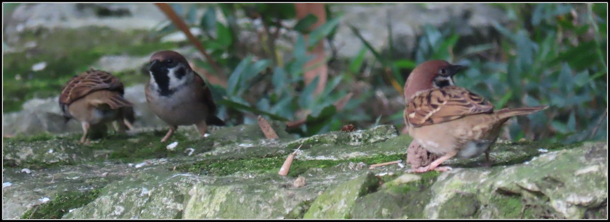 Gorrión Molinero - ML644391502