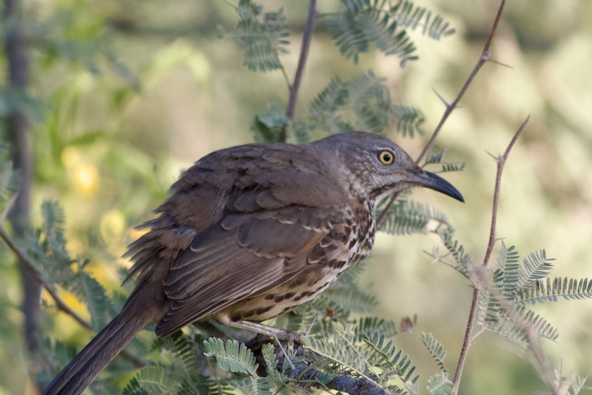 Gray Thrasher - ML644391503