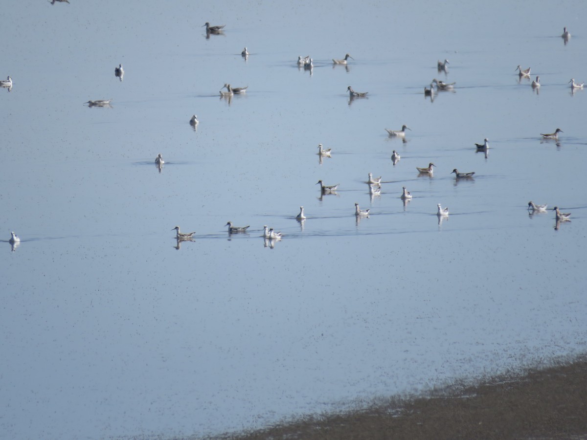 Плавунець круглодзьобий - ML644391504