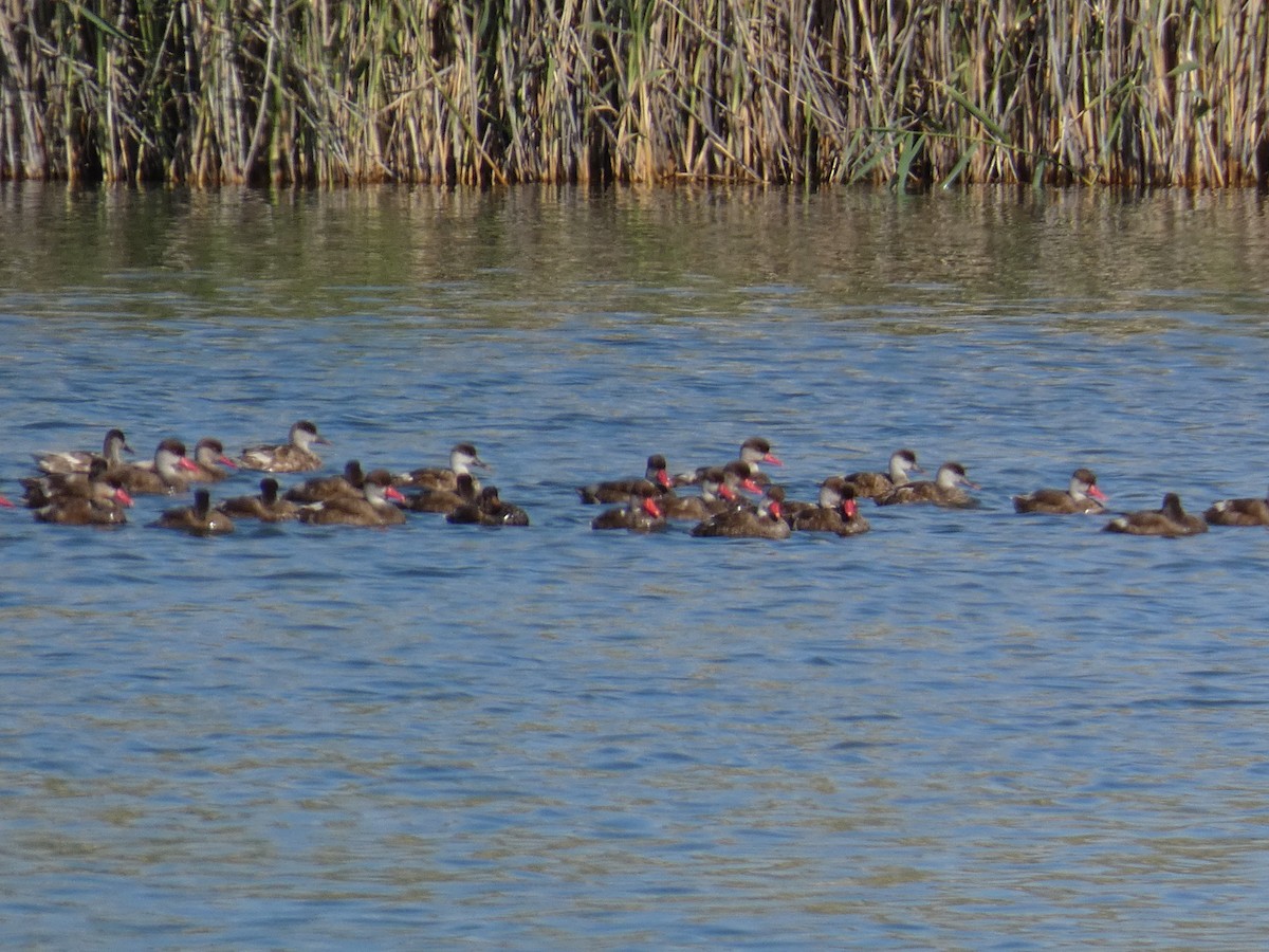 zrzohlávka rudozobá - ML644391506