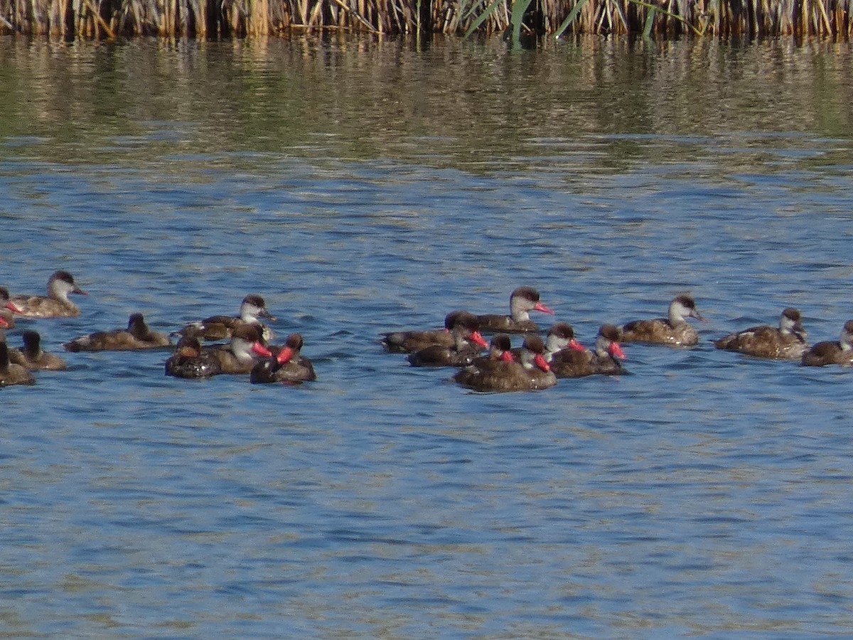 zrzohlávka rudozobá - ML644391508