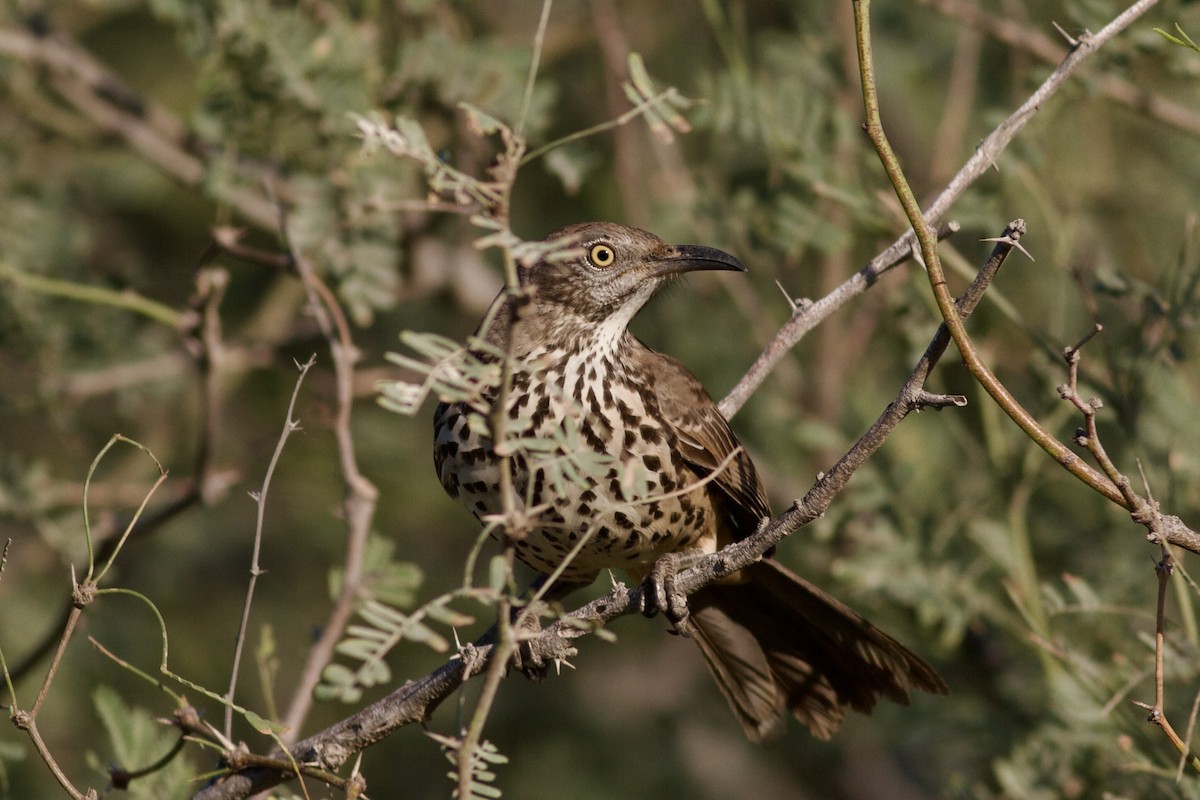 Gray Thrasher - ML644391509
